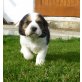 Klara, Beagle Mischlingswelpe Welpen - Hündin
