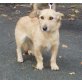 Klara eine ganz liebe Fellnase, Terrier-Mix - Hündin