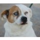 Klausi, Jack Russell Mix - Rüde