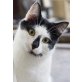 Klecks, Mischling- Hauskatze - Kater