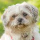 Klein Ani, Shih Tzu - Hündin