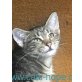 Klein Tabby, Pflegestelle bei Ludwigshafen - Katze