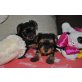 Kleinbleibende MINI Yorkshire Terrier - Rüde