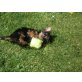 Kleinbleibende Yorkshire Terrier - Hündin