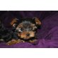 Kleinbleibende Yorkshire Terrier Welpen - Hündin