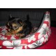 Kleinbleibende Yorkshire Terrier Zwergerl Welpen - Hündin