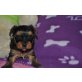 Kleinbleibende Zwerg Yorkshire Terrier !! - Rüde