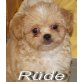 Kleinbleibender Chihuahua Mix Rüde in apricot Welpen - Rüde