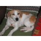 Kleine Beagle-Mix-Hündin - Hündin