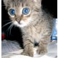 Kleine Hauskatzen - Katze