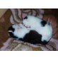 Kleine Kätzchen - Kater