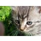 Kleine Kätzchen  - Katze