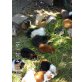 ☀ Kleine Meerschweinchen ☀, versch.Rassen