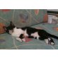 Kleine Schmusebacke Dylan - Kater