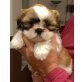 Kleine Schönheit, Shih Tzu Welpen - Hündin