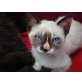 Kleine Siam-Schönheit Marea - Katze