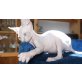 Kleine, Sphynx - Katze