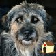 Kleine Wuscheline TIANA (w) sucht Zuhause! - Hündin