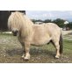 Kleiner Hengst GOLDI, Minishetlandpony - Hengst