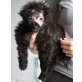 Kleiner Koala wurde zurückgelassen, Pudel Mix - Rüde