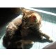 Kleiner Prinz, zugetan, stubenrein, tierärztl. versorgt - Kater