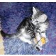 Kleiner Tiger - Kater