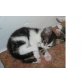 Kleiner verschmuster Kater sucht, EKH - Kater