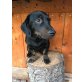 Kleines Hundemädchen sucht neues Heim - Hündin