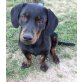 Kleines Hundemädchen sucht neues Heim - Hündin
