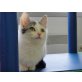 Kleines Katerbübchen Chucky - Kater