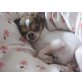 Kleo, Chihuahua kurzhaariger Schlag - Rüde