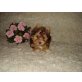 Kleopatra, Biewer Yorkshire Terrier a la pon pom Welpen - Hündin