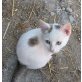 Klex, Minx & Linux, Verspielte Bauernhofkätzchen zu verschenken - Kater