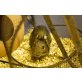 Klexx, Gewöhnlicher Degu - weiblich