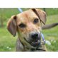 Klif, Pinscher Mischling - Rüde