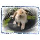 Knöpfchen, Mini Lop - weiblich