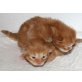 Knuddel Coonie Babies, Maine Coon - Kater
