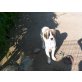 Knuddelbärchen XXL,der Bobby, Germanischer Bärenhund Welpen - Rüde