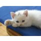 Knuffel, Knuddel, Kleo, Kira, BKH/Perser Mix Kätzchen - Kater