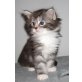 **Knuffige Maine Coon Babys**, Maine Coon - Katze