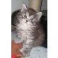 **Knuffige , Maine Coon - Kater