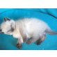 Knuffige Ragdoll-BKH-Bärchen suchen ein neues - Kater