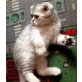 Knuffy, Schottische Faltohrenkatze - Kater