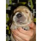 Knut, Eddy, Bruno, Columbus, Lucky, Balu, Golden Retriever Welpen - Rüde