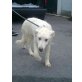 Knut, Weißer Schäferhund-Mix (Wuschel) Welpen - Rüde