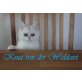 Knut von der Waldaist, Exotisch Kurzhaar - Kater