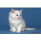 Knuth, Ragdoll - Kater