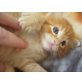 Knutschkugel, Maine Coon - Kater