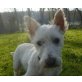 Koala, West Highland White Terrier - Rüde