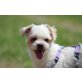 Koby, sehr netter Bichon Mix - Rüde